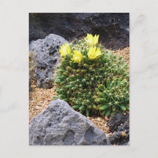 Cactus：Postcard ポストカード (正面)