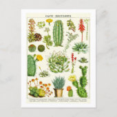 Cactus Succulents Botanical Illustration Postcard ポストカード (正面)