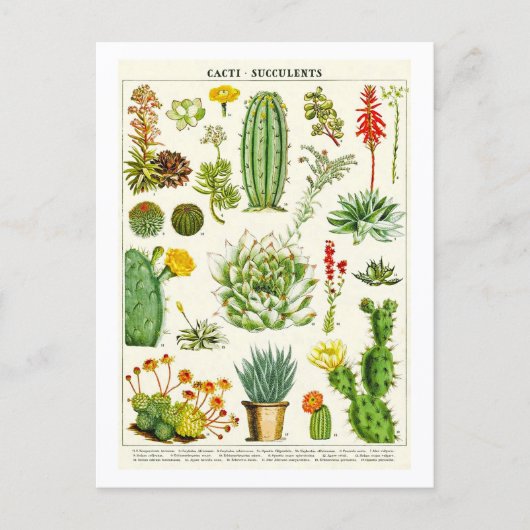 Cactus Succulents Botanical Illustration Postcard ポストカード (正面)