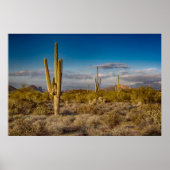 Cactus Sunset in Arizona ポスター (正面)