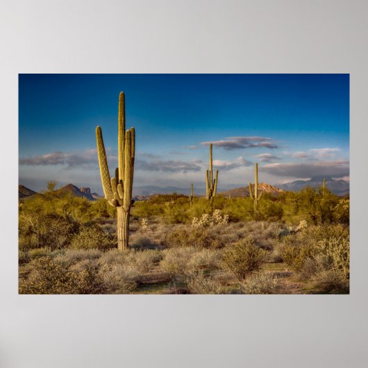 Cactus Sunset in Arizona ポスター (正面)