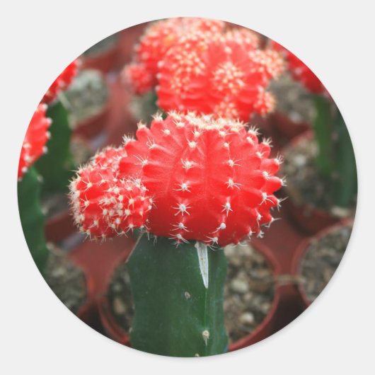 Cactusesステッカーの行 ラウンドシール (正面)