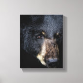Cades Cove Black Bear Canvas Print キャンバスプリント (正面)