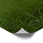 Cades Cove, Great Smoky Mountains NP ポスター (角)