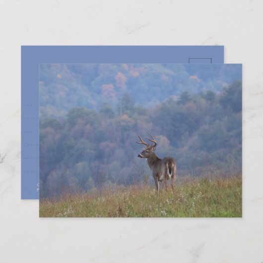 Cades Cove Wildlife - Great Smoky Mountains ポストカード (正面/裏面)