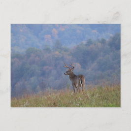 Cades Cove Wildlife - Great Smoky Mountains ポストカード