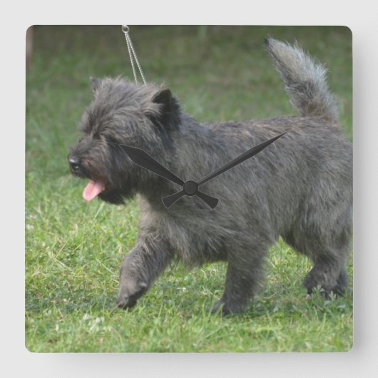 cairn-terrier-2.jpg スクエア壁時計 (正面)