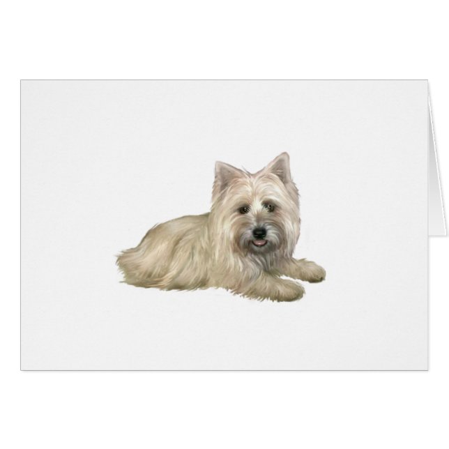 Cairn Terrier (Wheaten) – 横 (正面横)