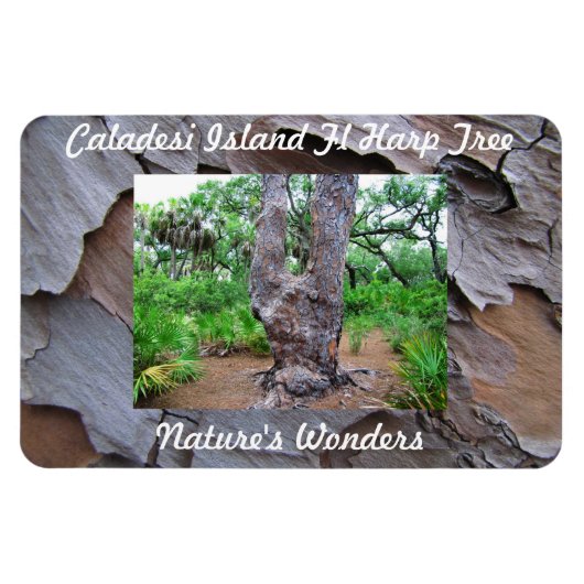 Caladesi島Flハープツリープレミアムフレキシマグネット マグネット (横)