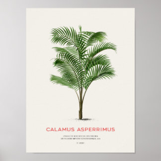 Calamus Asperrimus – パームツリー ポスター
