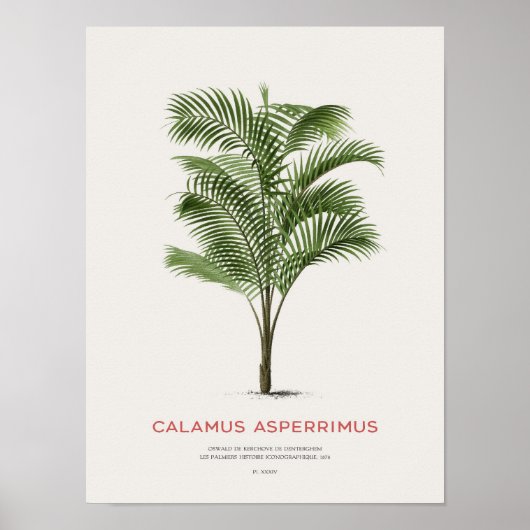 Calamus Asperrimus – パームツリー ポスター (正面)