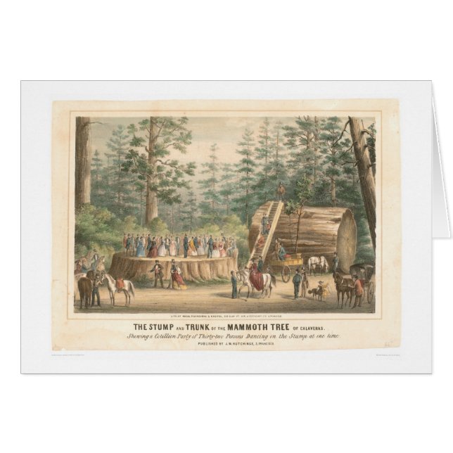 Calaveras (0977A)の巨大な木の切り株 (正面横)