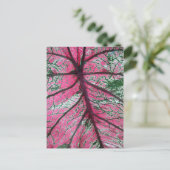 Caldium赤と緑の葉フローラ写真 ポストカード (スタンド正面)