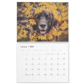 Calendar - Leonberger Ladies カレンダー (1月 2027)