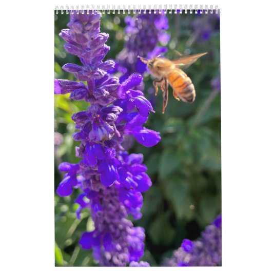 Calendar Pollinators: Bees and Butterflies カレンダー (カバー)
