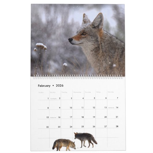 Calendar 'Wild at Last' 2026 カレンダー (2月 2026)