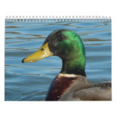 Calendarioの詐欺のfotos de patos yのgansos en色 カレンダー (カバー)