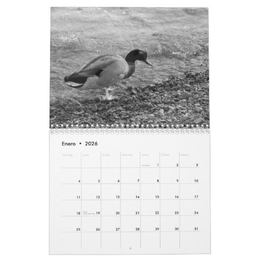 Calendarioの詐欺師fotos de pajaross enはyの黒人に白色塗料を塗ります カレンダー (1月 2026)