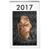 Calendario 2017 Puppy Dachshunds カレンダー (カバー)
