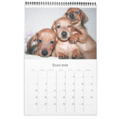 Calendario 2017 Puppy Dachshunds カレンダー (1月 2026)