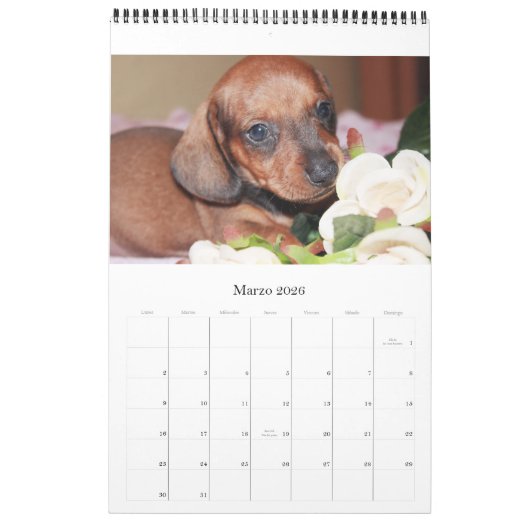 Calendario 2017 Puppy Dachshunds カレンダー (3月 2026)