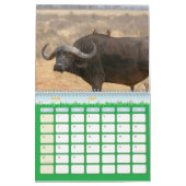 Calendrier Buffle Calendar Buffalo Animal カレンダー (3月 2027)