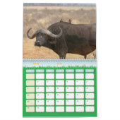 Calendrier Buffle Calendar Buffalo Animal カレンダー (3月 2026)