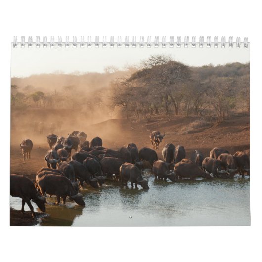 Calendrier Buffle Calendar Buffalo Animal カレンダー (カバー)