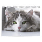Calendrier Chat カレンダー (カバー)