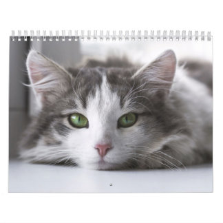 Calendrier Chat  カレンダー