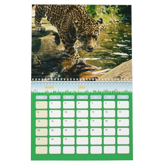 Calendrier Félins カレンダー (3月 2026)