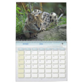 Calendrier Félins カレンダー (2月 2026)