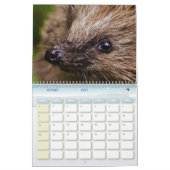 Calendrier Hérissons, Hedgehog カレンダー (2月 2027)