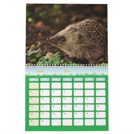 Calendrier Hérissons, Hedgehog カレンダー (3月 2026)