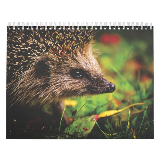 Calendrier Hérissons, Hedgehog カレンダー (カバー)