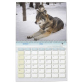 Calendrier Loup, Calendar Wolf カレンダー (2月 2026)
