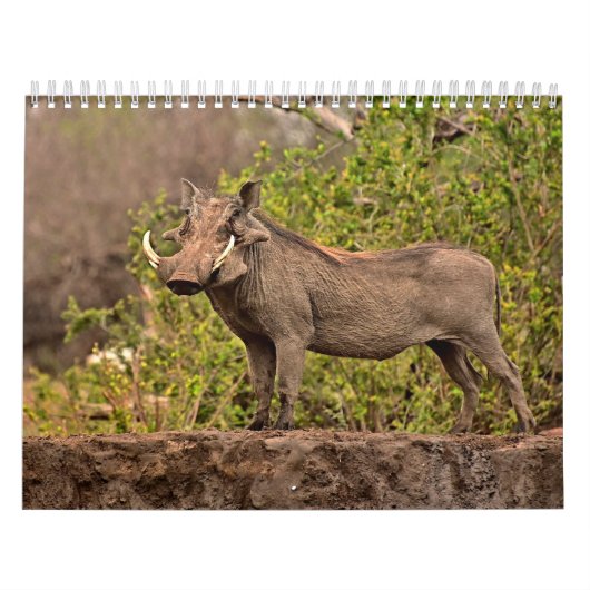 Calendrier Phacochère Calendar Warthog カレンダー (カバー)