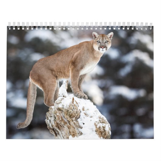 Calendrier Puma Calendar Cougar  カレンダー (カバー)
