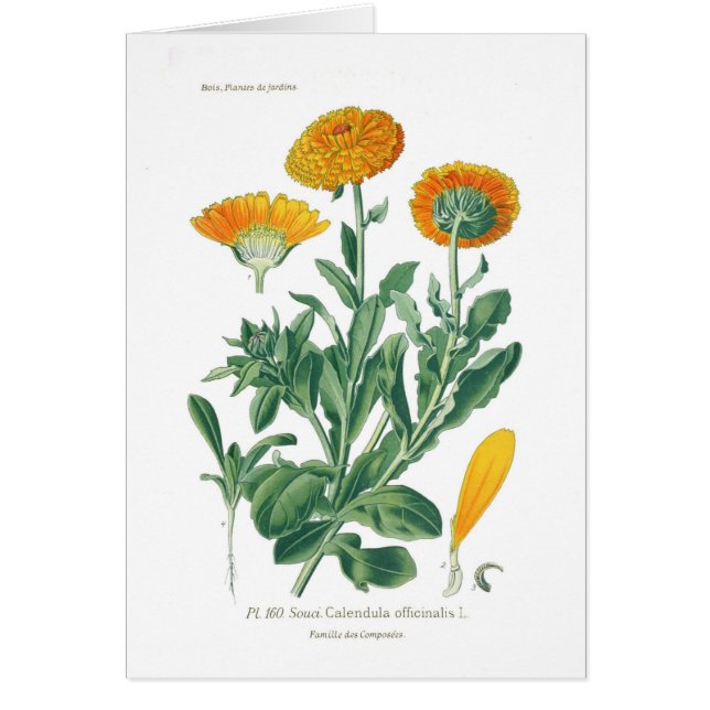 Calendulaのofficinalis (ポットマリーゴールド) (正面)