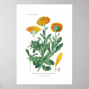 Calendulaのofficinalis (ポットマリーゴールド) ポスター