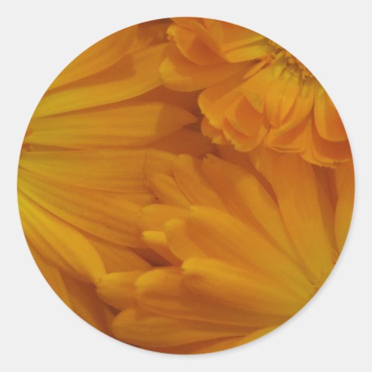 Calendula ラウンドシール (正面)