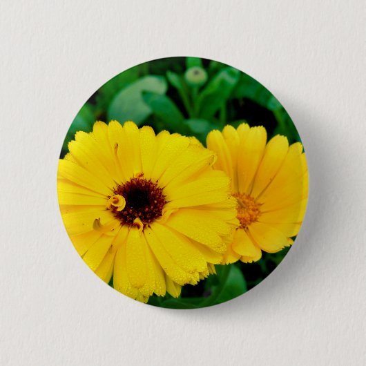 Calendula Officinalisバッジ 缶バッジ (正面)