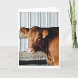 「Calf at the Fair」写真グリーティングカード カード