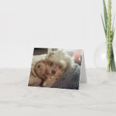 Caliの棒つきキャンデーFuriends Furever空白のなNotecard カード (正面)