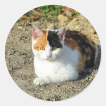 Calicoかわいらし Catの写真