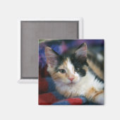 Calico子猫，印刷 マグネット (正面/裏面)
