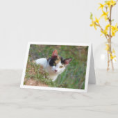 Calico柄の猫 カード (黄色い花)