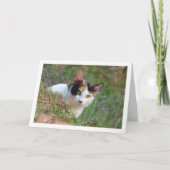 Calico柄の猫 カード (正面)