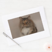 Calico猫ステッカー 長方形シール (封筒)