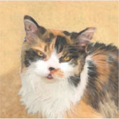 Calico Cat 絵画's – かわいいオリジナルキャットアート シール (正面)